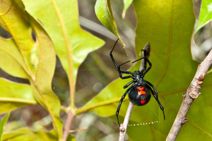 Spider Bites: Brown Recluse, Black Widow, Symptoms & Treatment